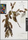 Foto von Salix pentandra L.